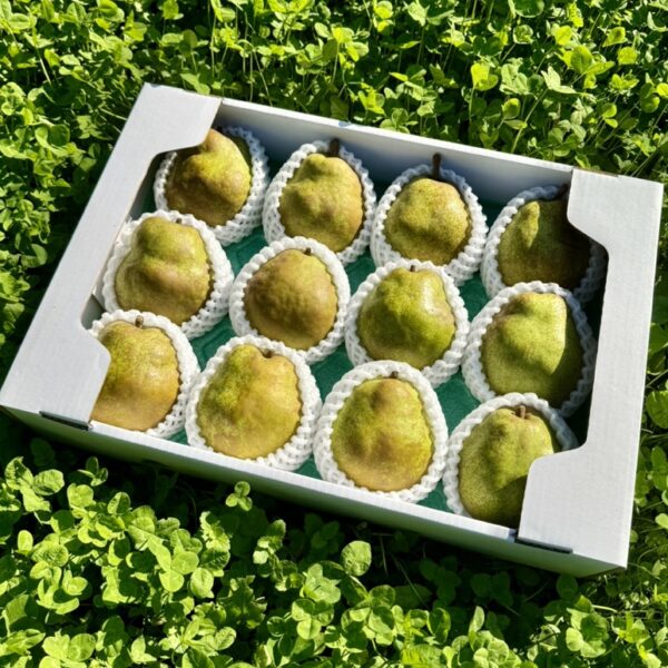 予約【大玉4〜5L】山形県産ラフランス5kg 【12〜14玉】