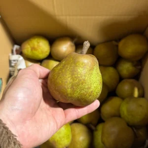 【加工用】小玉ラ・フランス Sサイズ 約9kg