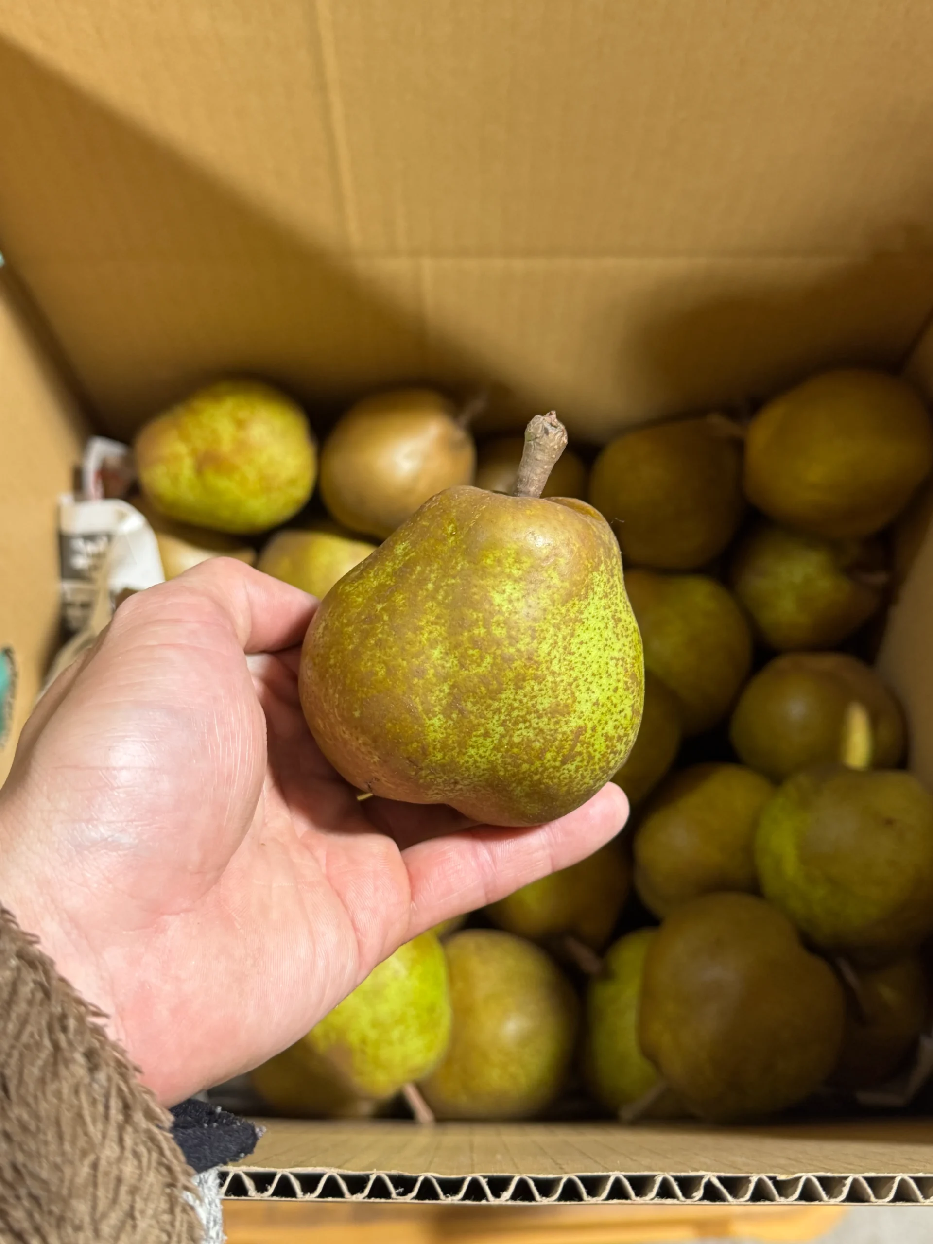 【加工用】小玉ラ・フランス Sサイズ 約9kg