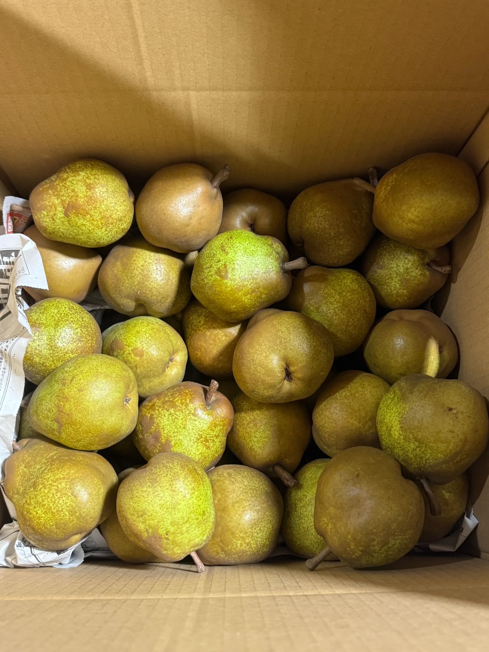 【加工用】小玉ラ・フランス Sサイズ 約9kg - 画像 (2)