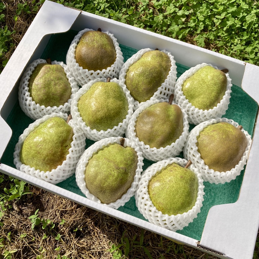 予約【超大玉6L】山形県産ラフランス5kg 【10玉】